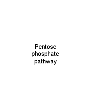 Pentose phosphate pathway